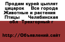 Продам курей цыплят,цицарок. - Все города Животные и растения » Птицы   . Челябинская обл.,Трехгорный г.